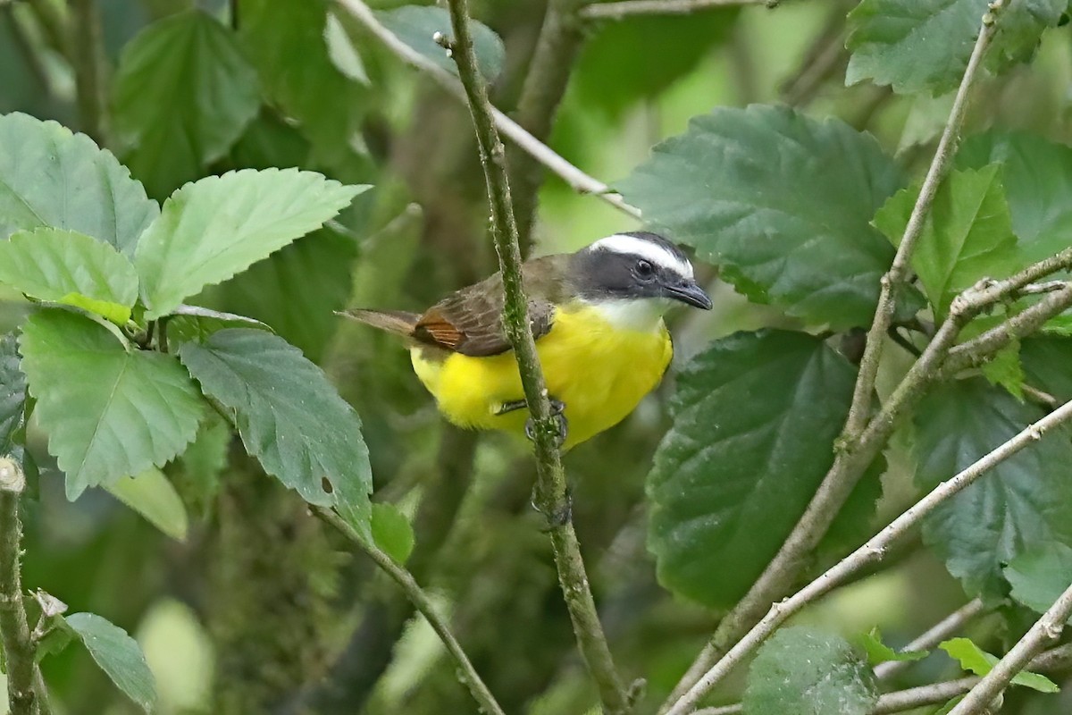 Rusty-margined Flycatcher - ML638063961