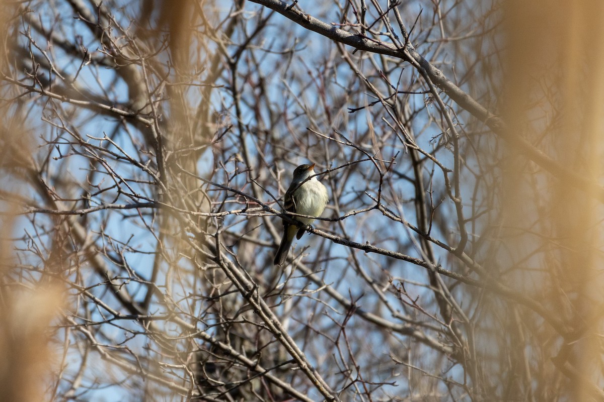 Willow Flycatcher - ML638063977