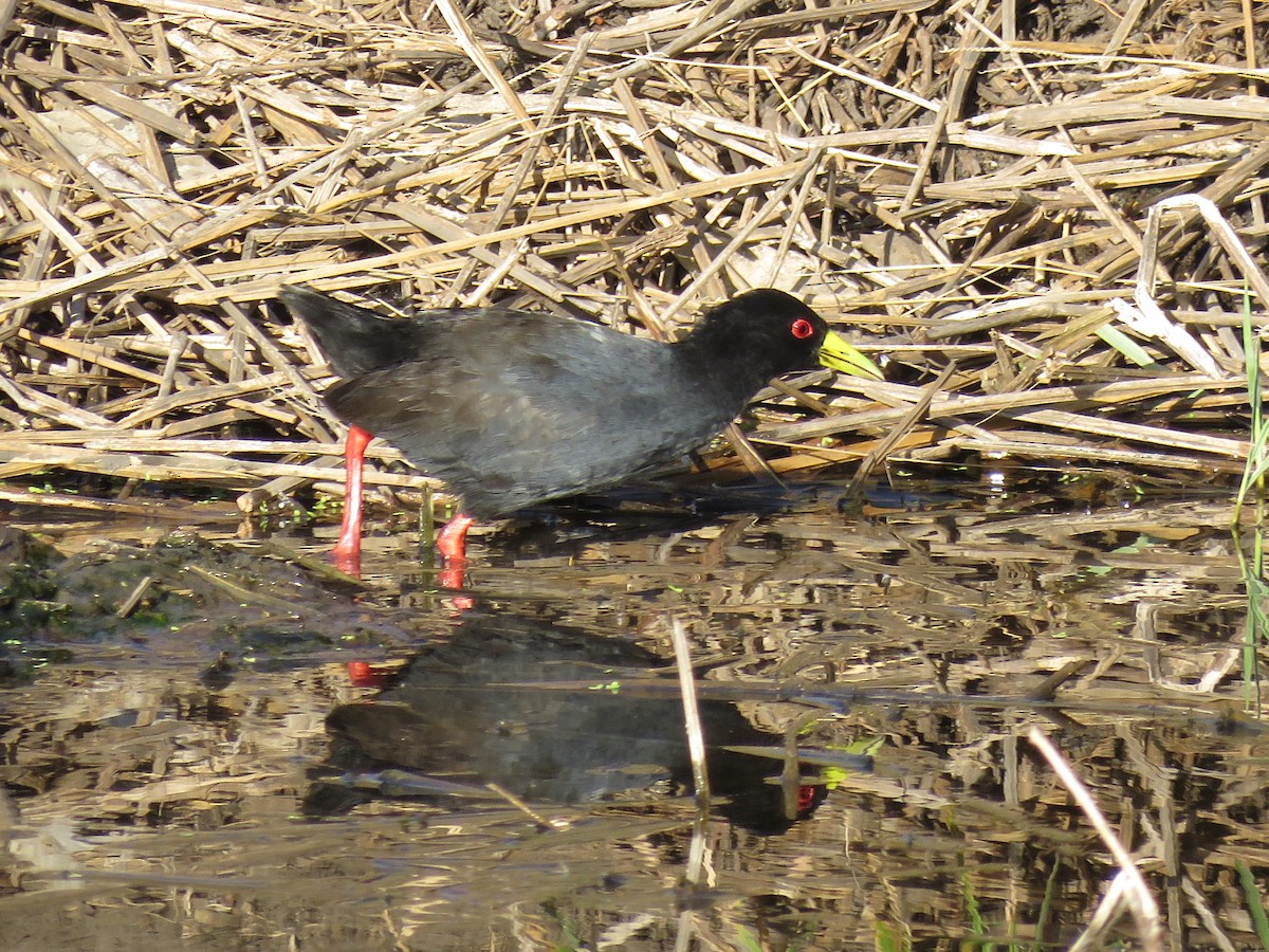 Black Crake - ML638064028