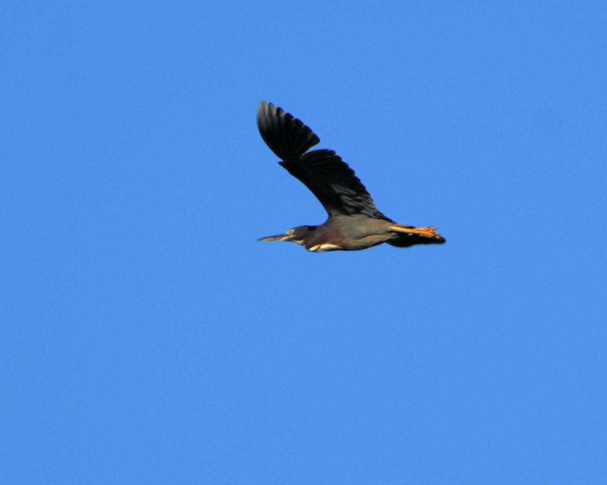 Green Heron - ML638064031
