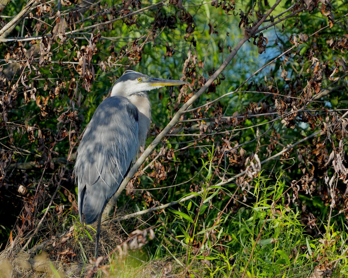 Great Blue Heron - ML638064042