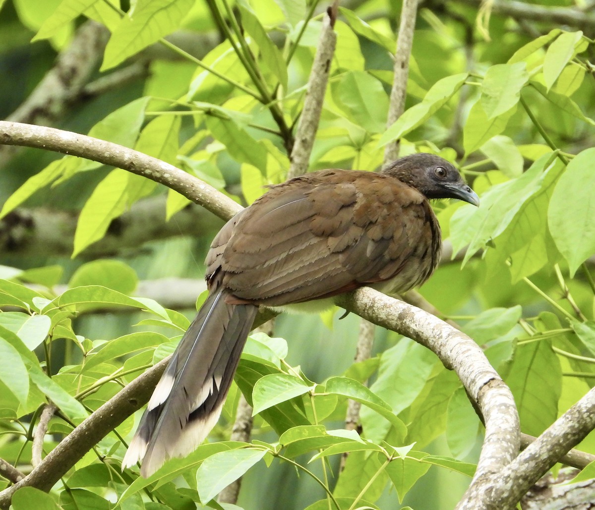 Gray-headed Chachalaca - ML638064050