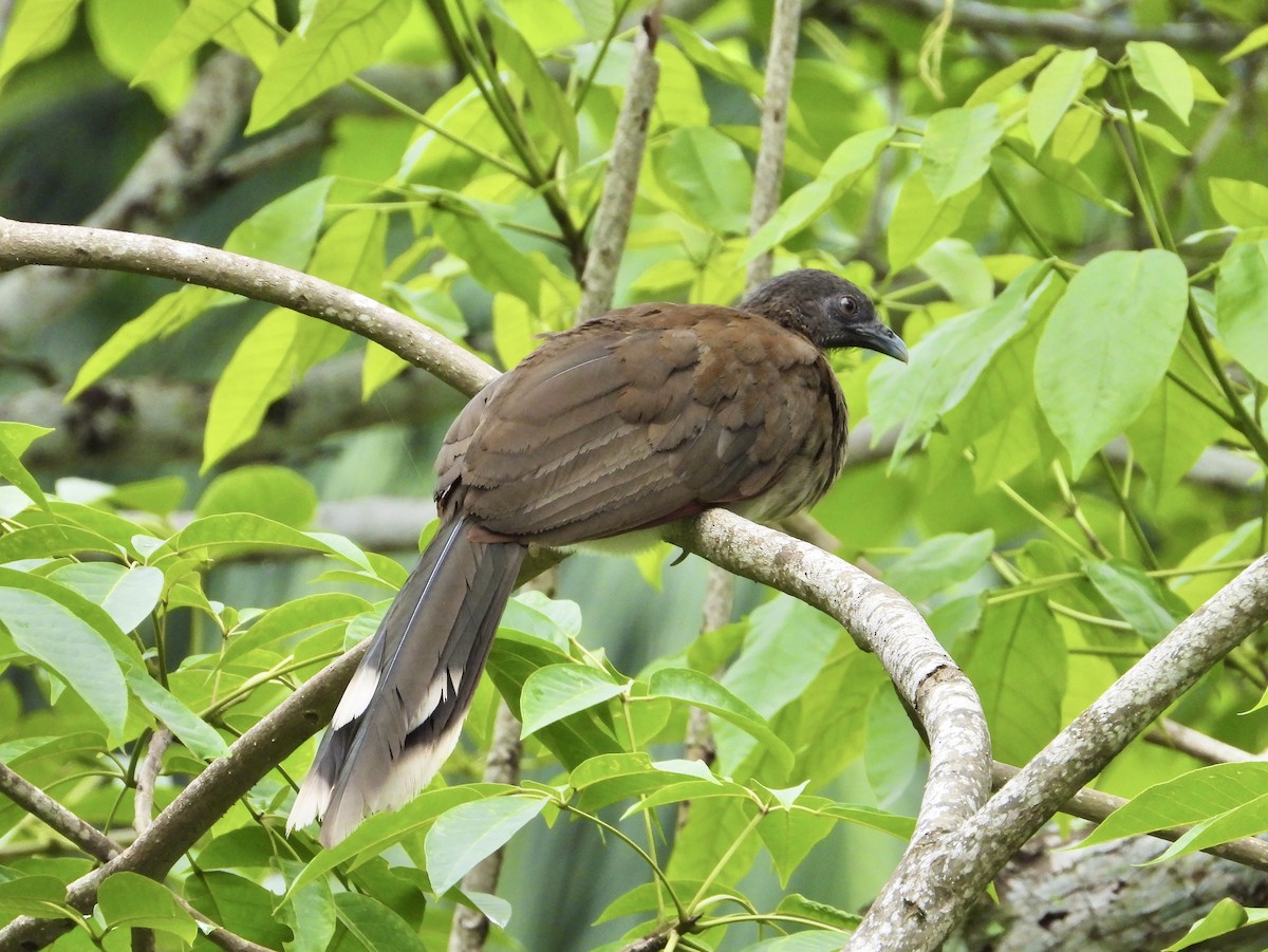 Gray-headed Chachalaca - ML638064052