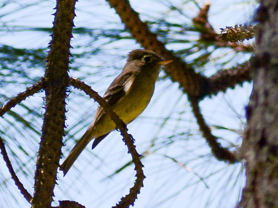 Pine Flycatcher - ML638064053