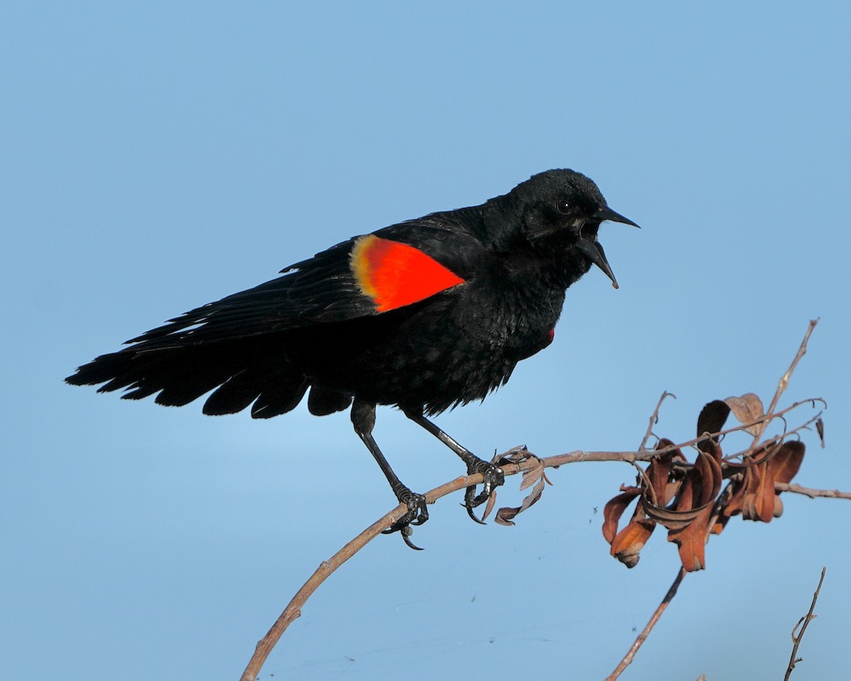 Red-winged Blackbird - ML638064073
