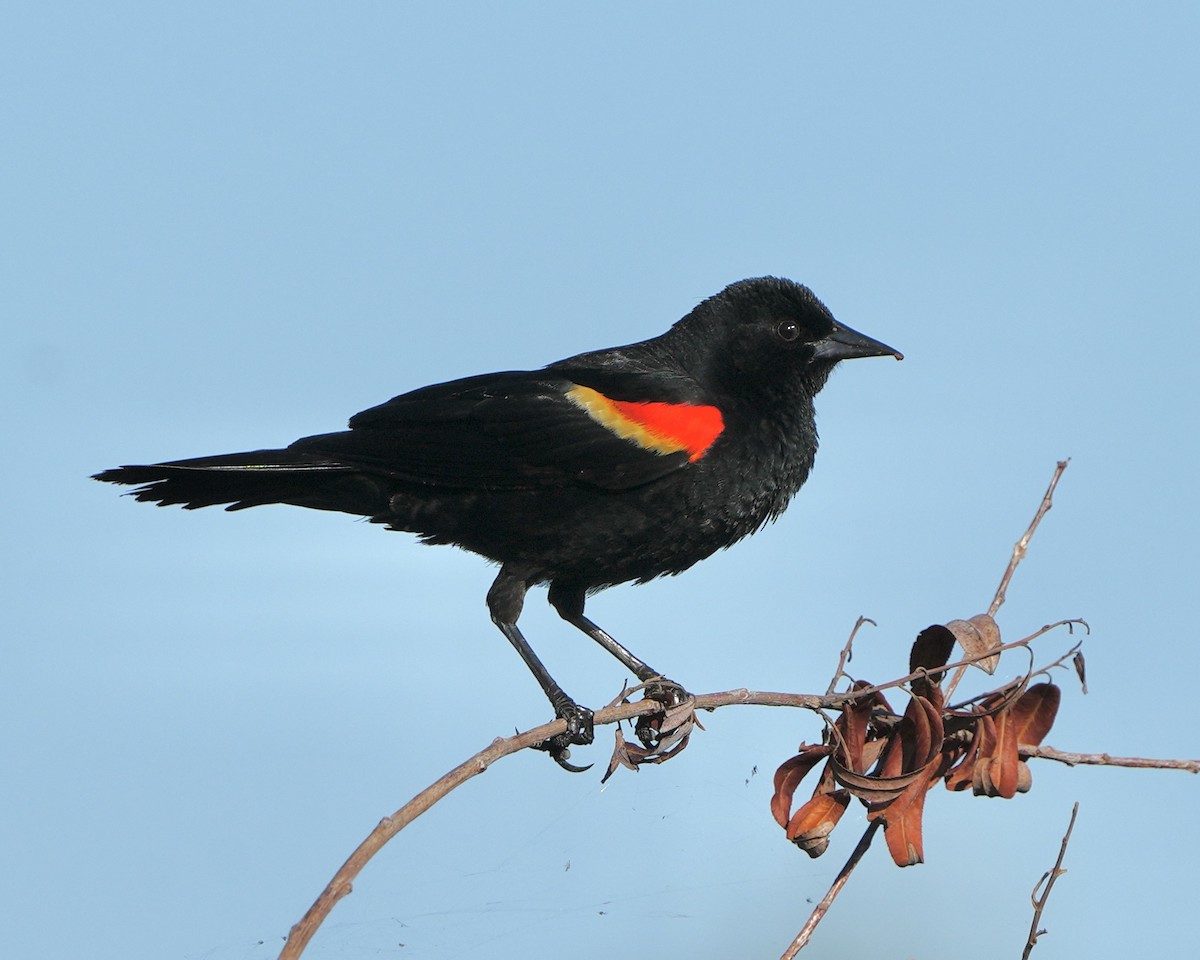 Red-winged Blackbird - ML638064074