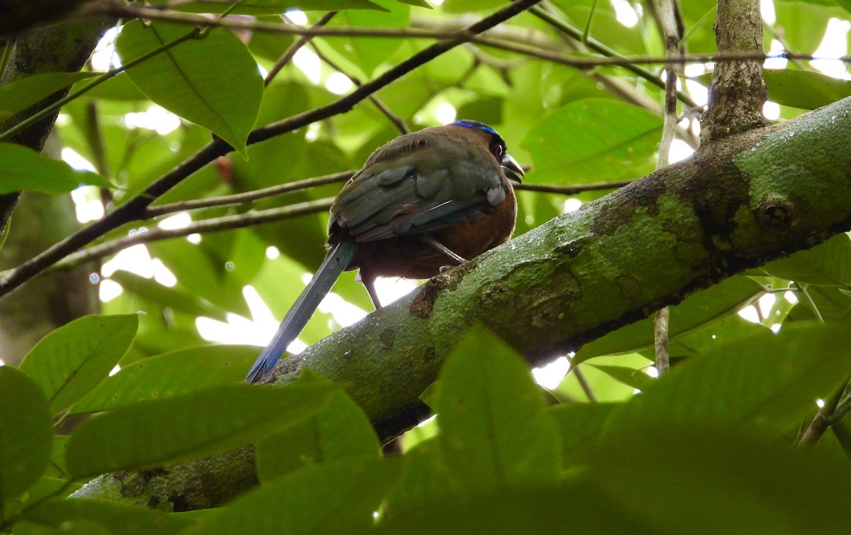 Whooping Motmot - ML638064076