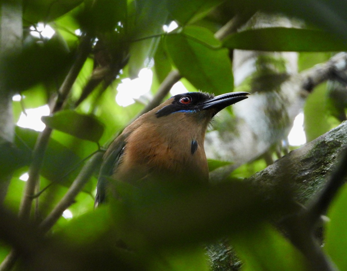 Whooping Motmot - ML638064077
