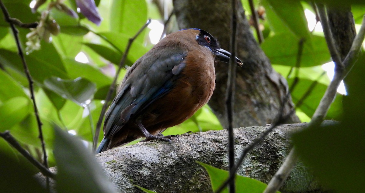Whooping Motmot - ML638064078