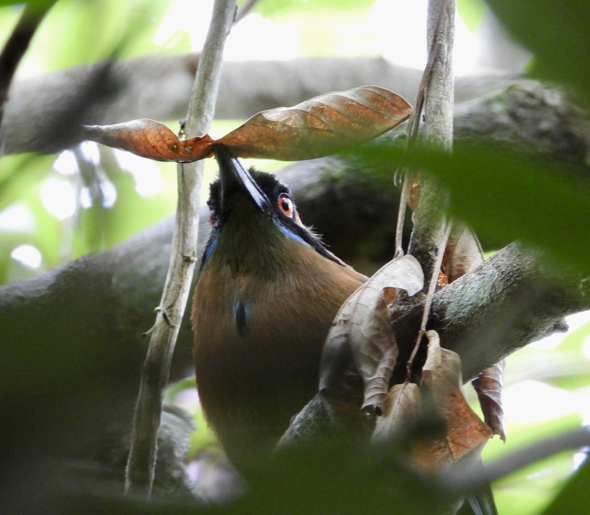 Whooping Motmot - ML638064079