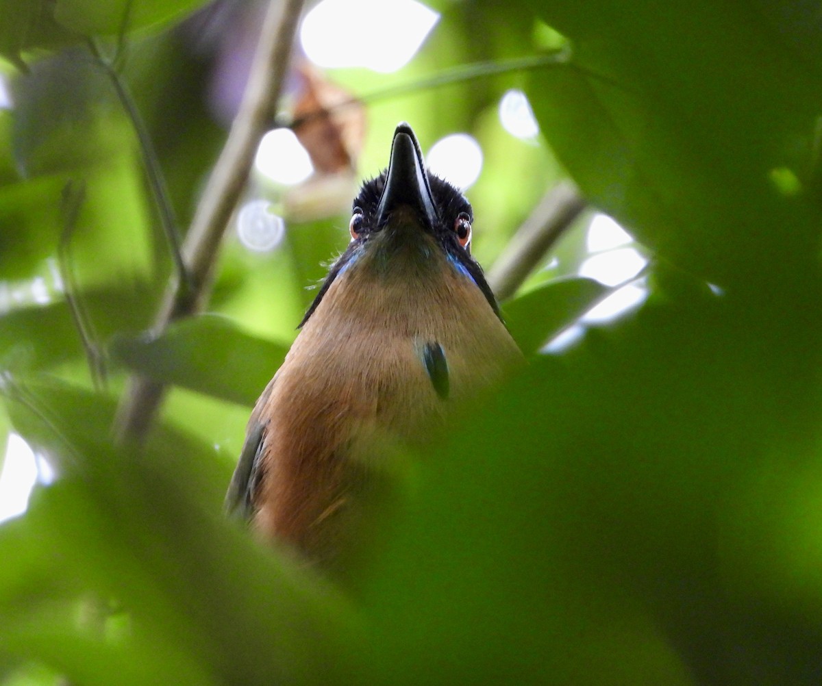 Whooping Motmot - ML638064080
