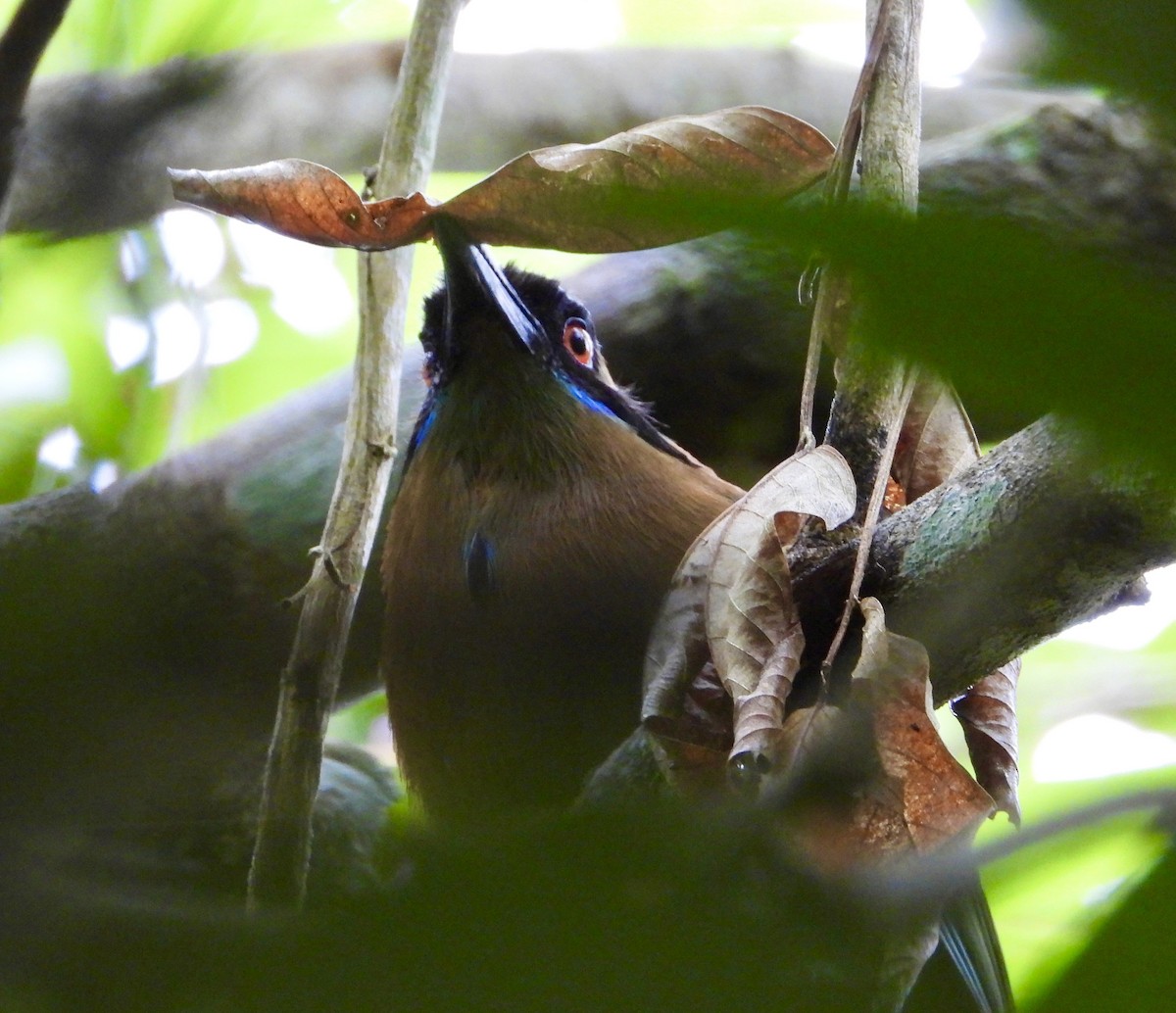 Whooping Motmot - ML638064081