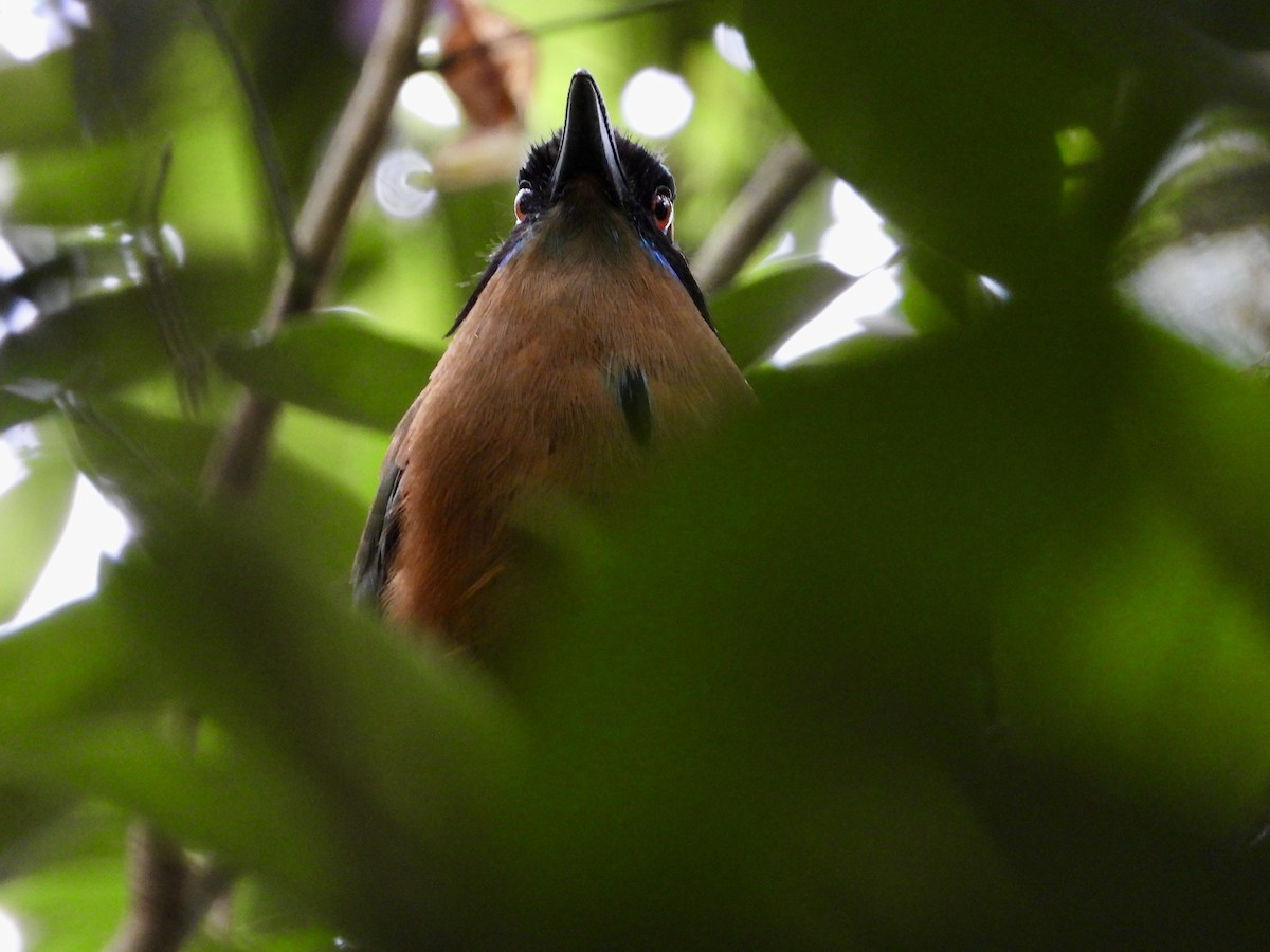 Whooping Motmot - ML638064082