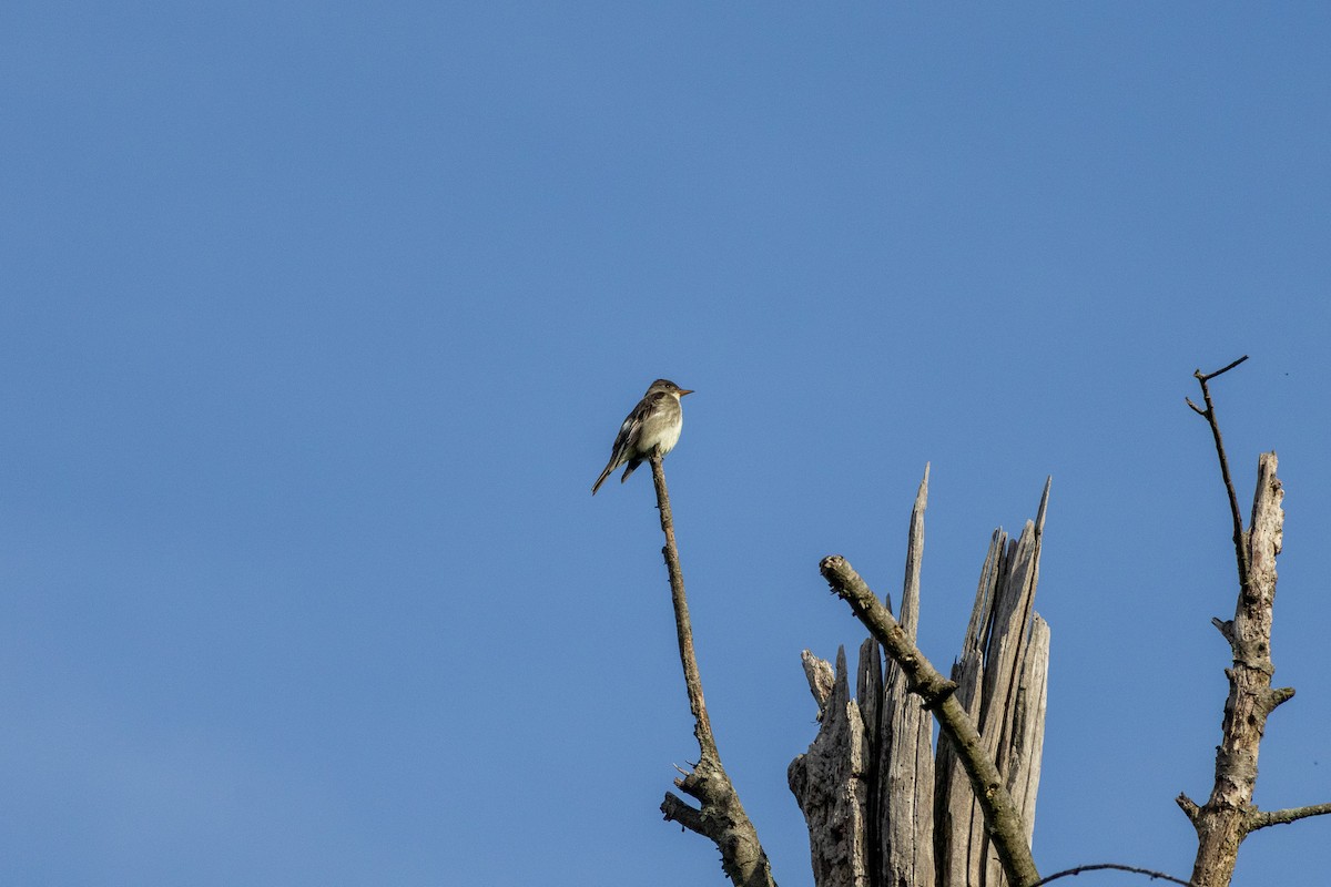 Olive-sided Flycatcher - ML638064087