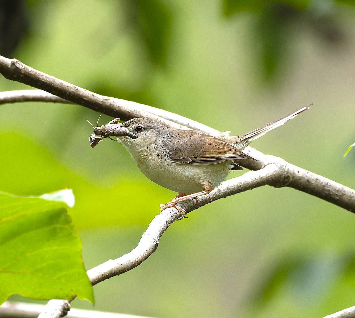 Jungle Prinia - ML638064092