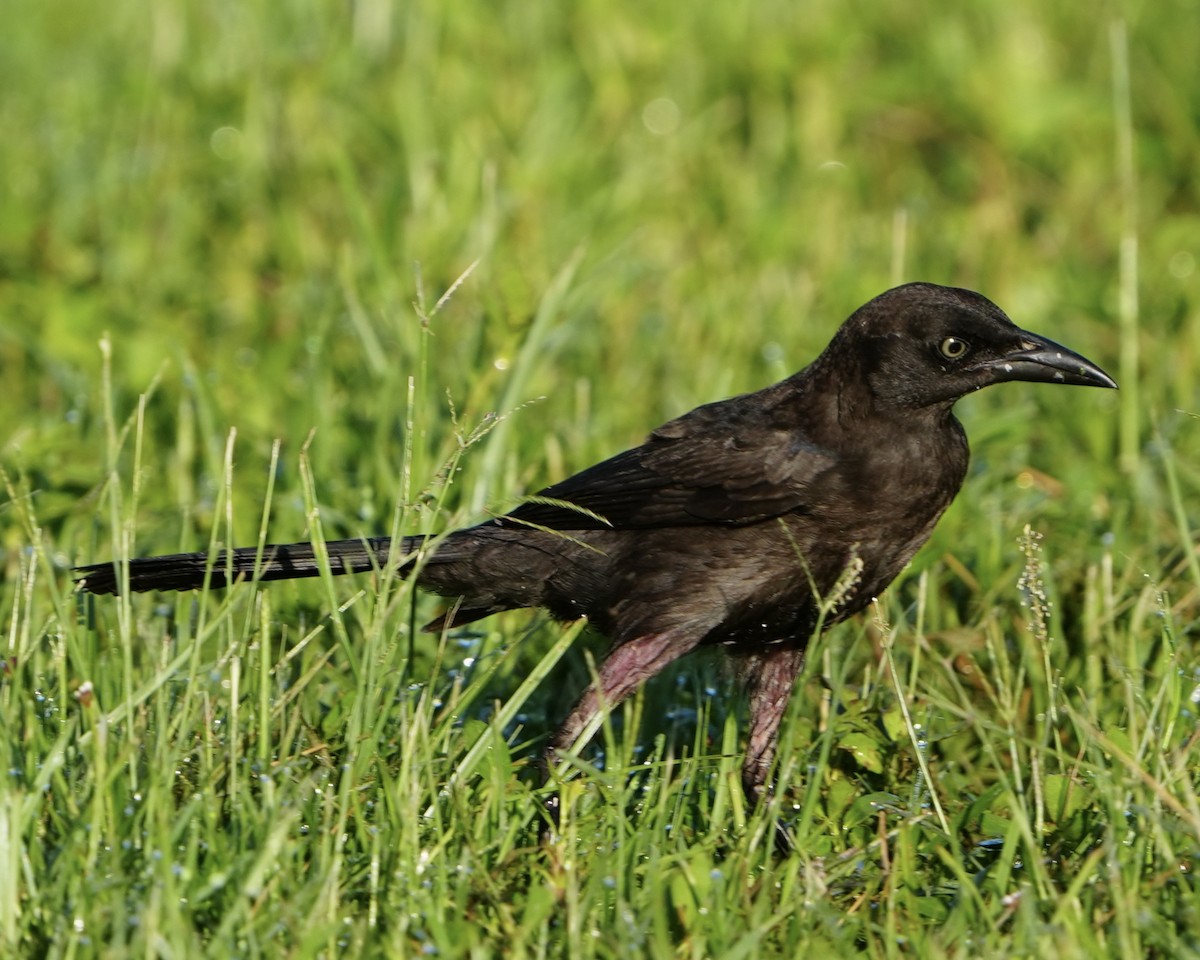 Common Grackle - ML638064093
