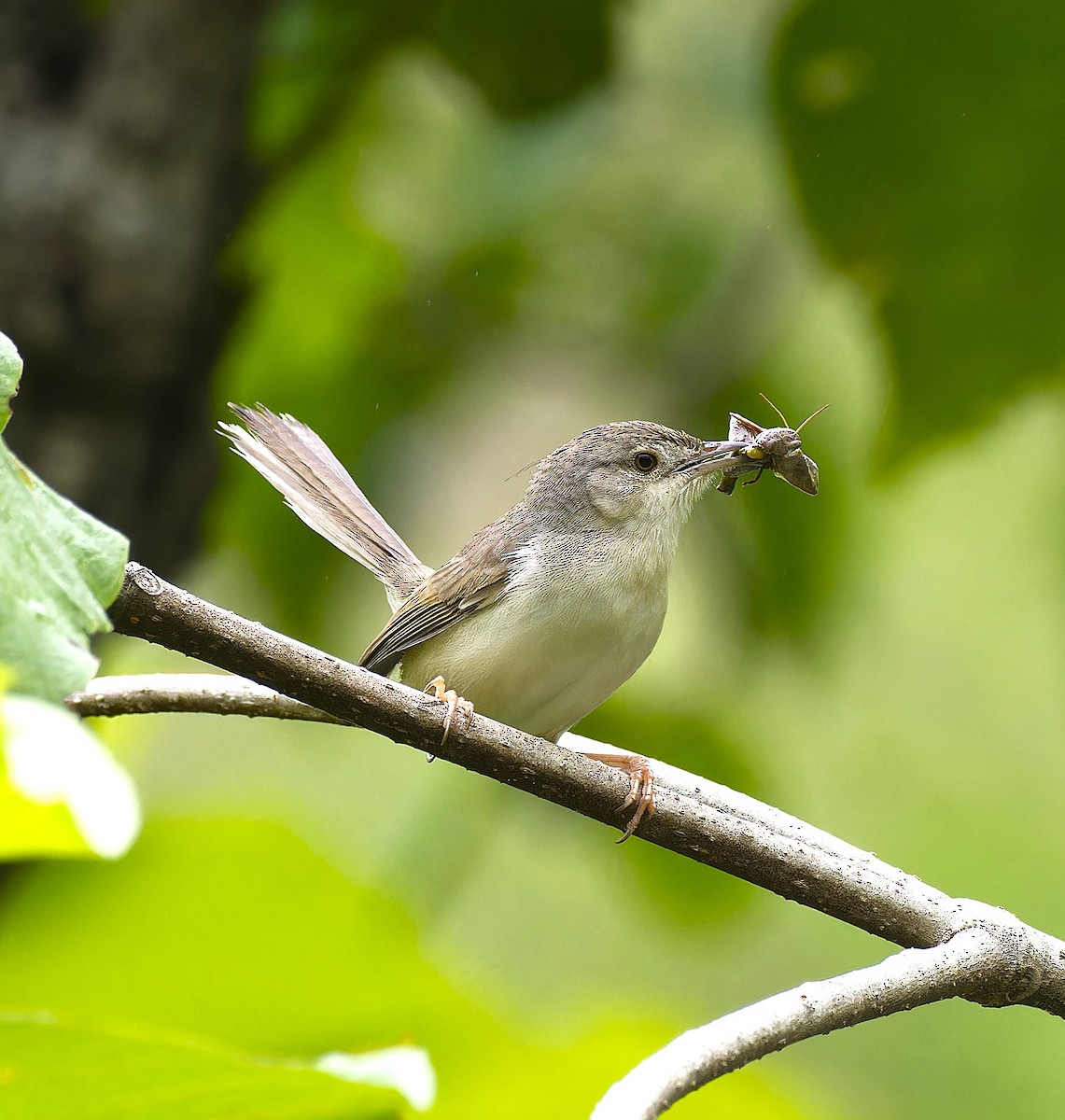 Jungle Prinia - ML638064106