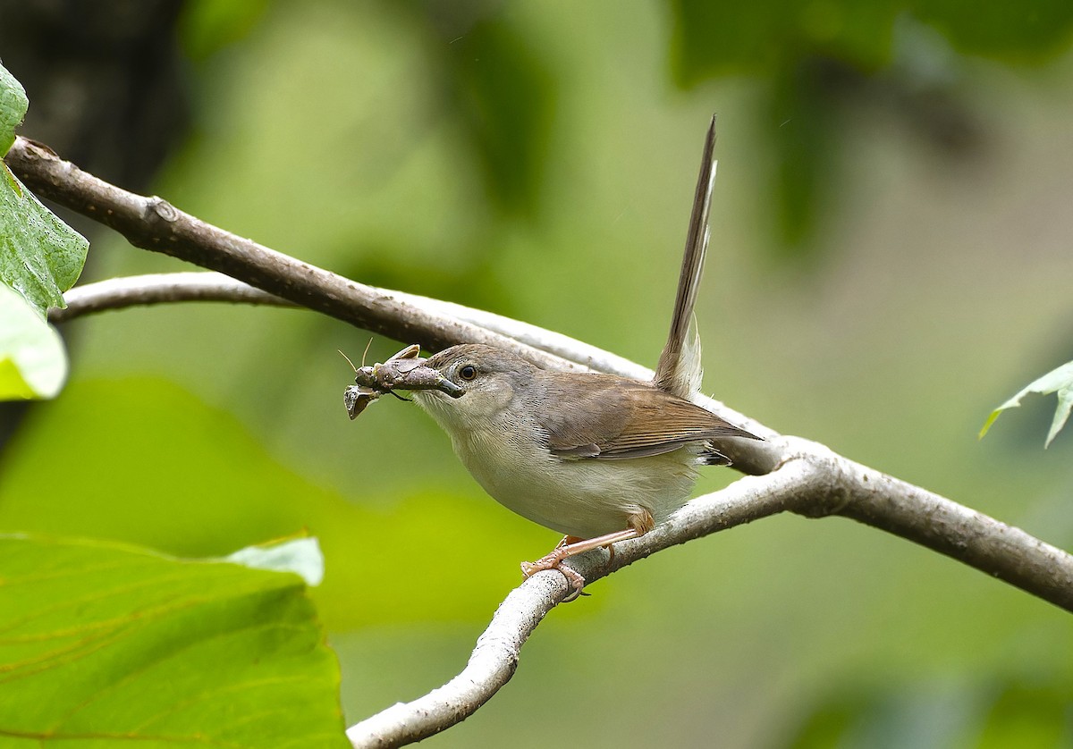 Jungle Prinia - ML638064107