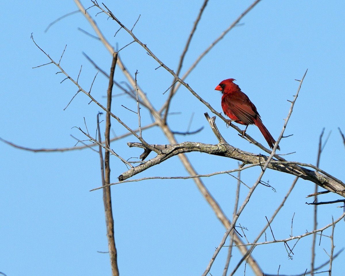 Northern Cardinal - ML638064109