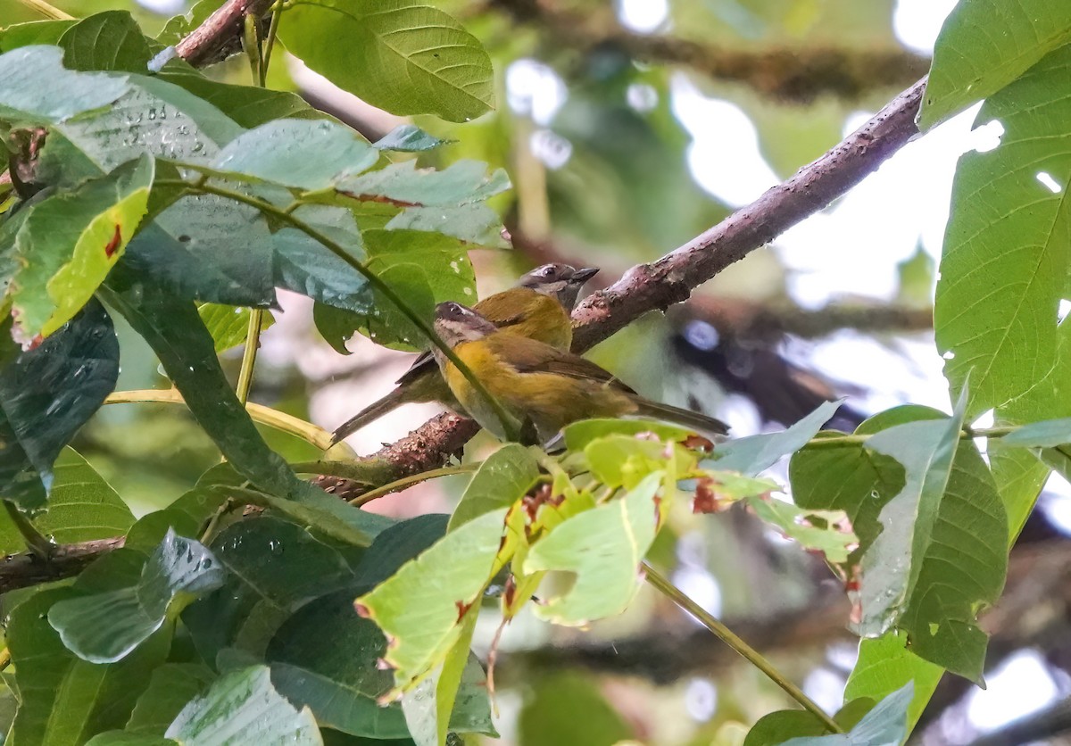 Common Chlorospingus - ML638064125