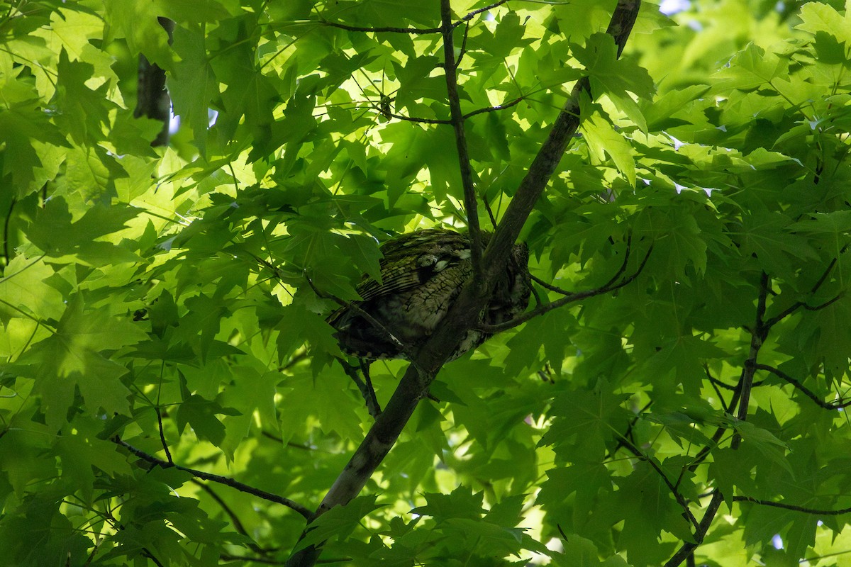 Eastern Screech-Owl - ML638064127