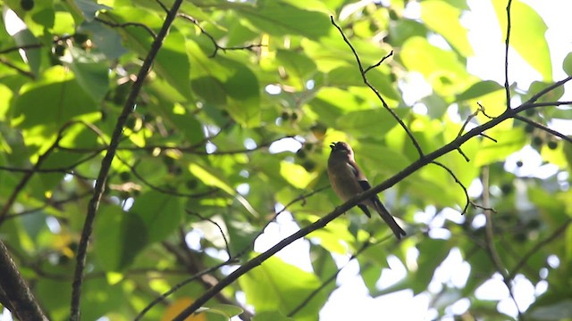 Brown Bullfinch - ML638064142