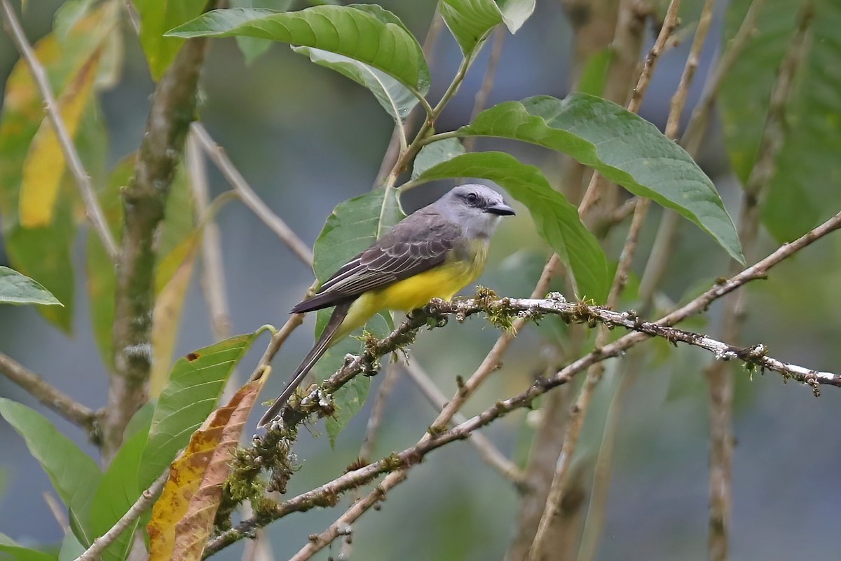 Tropical Kingbird - ML638064143