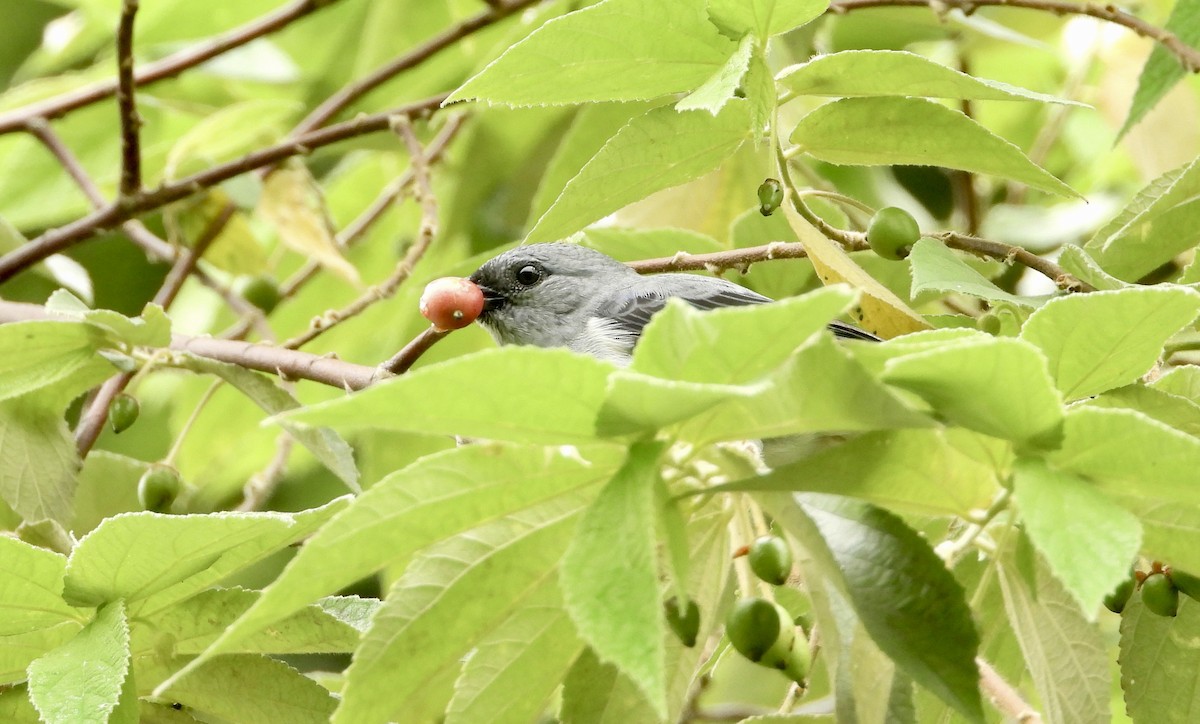 Plain-colored Tanager - ML638064153