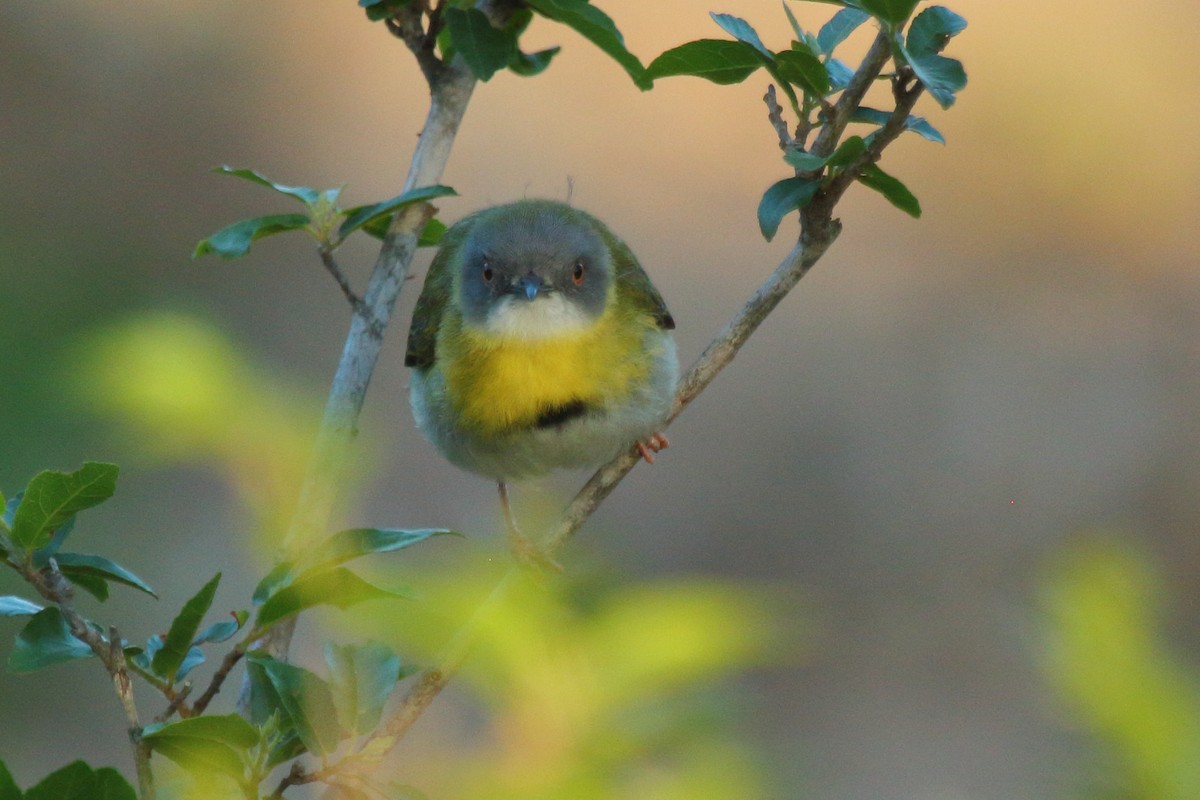Yellow-breasted Apalis - ML638064158