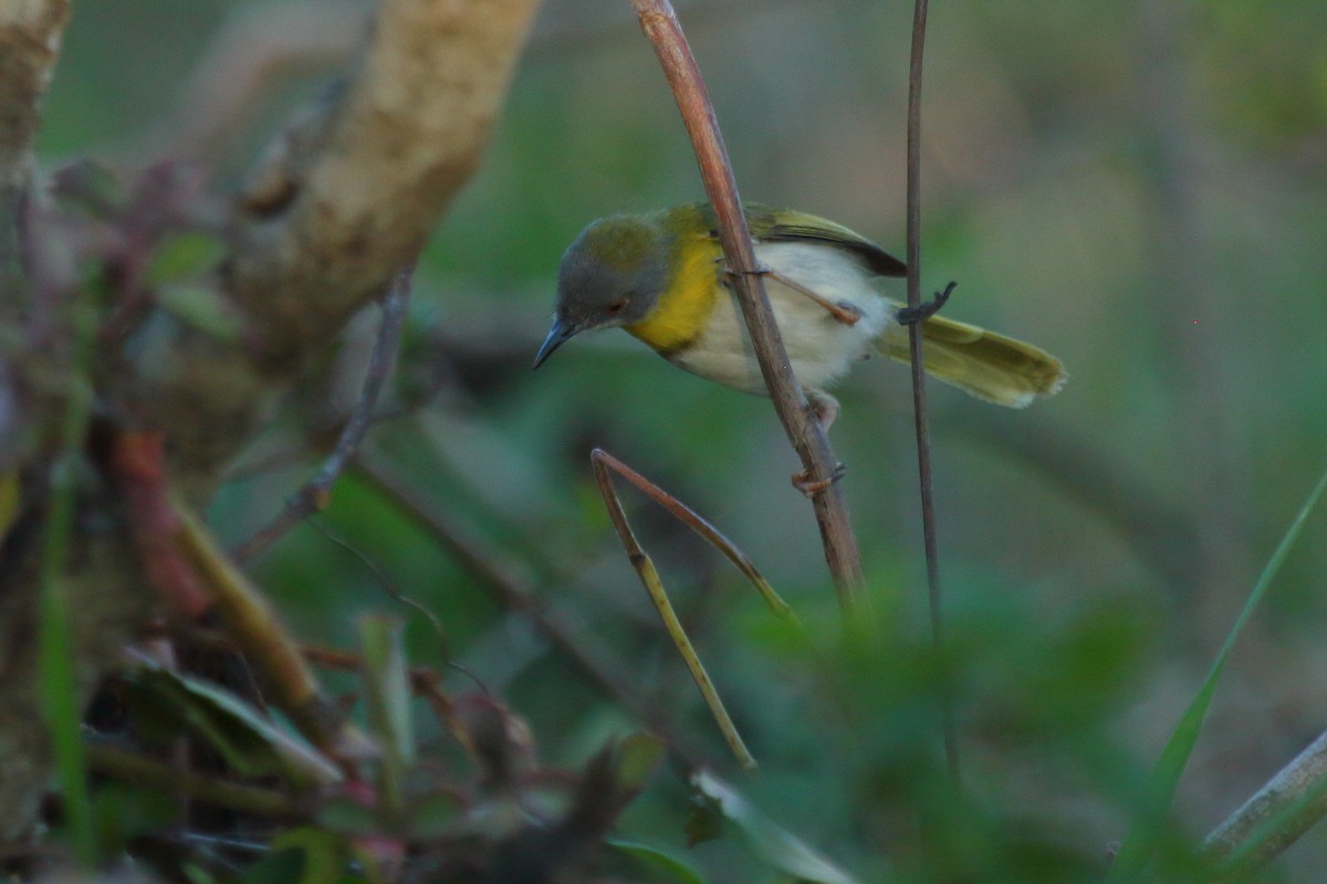 Yellow-breasted Apalis - ML638064159