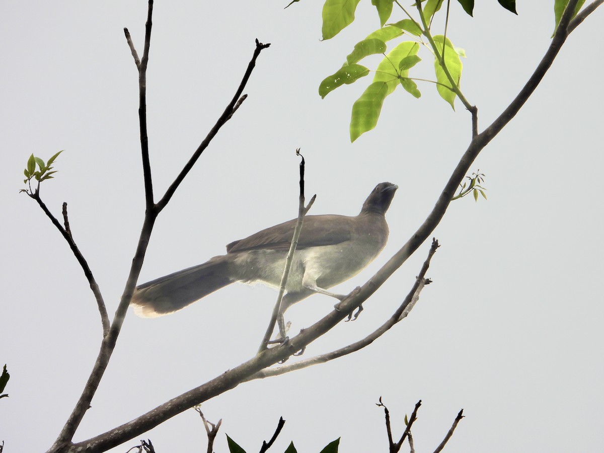 Gray-headed Chachalaca - ML638064160