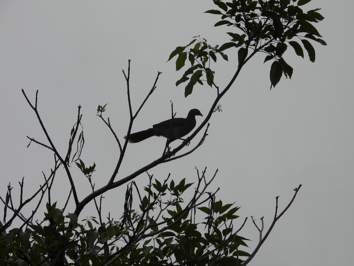 Gray-headed Chachalaca - ML638064161