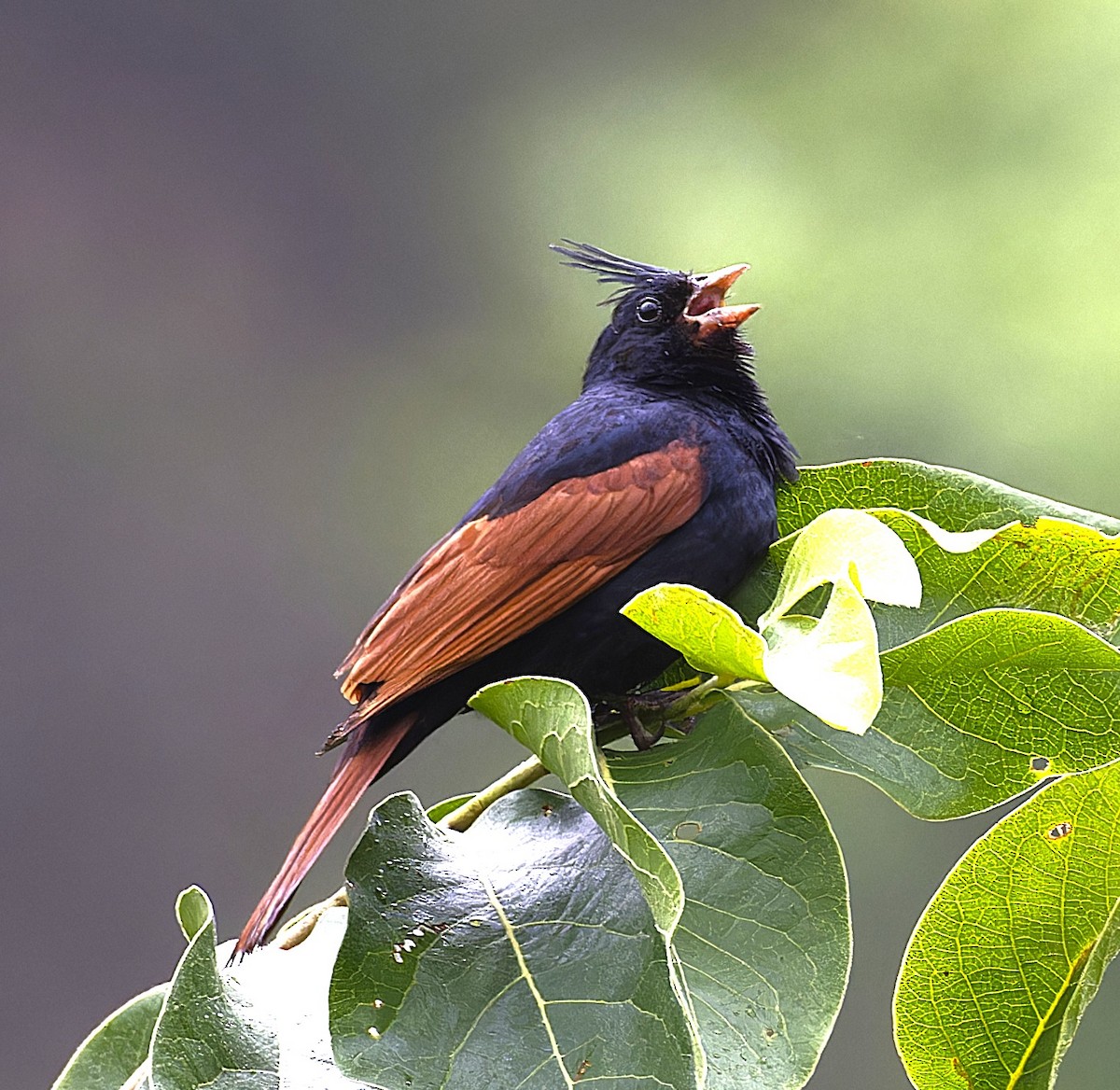 Crested Bunting - ML638064164