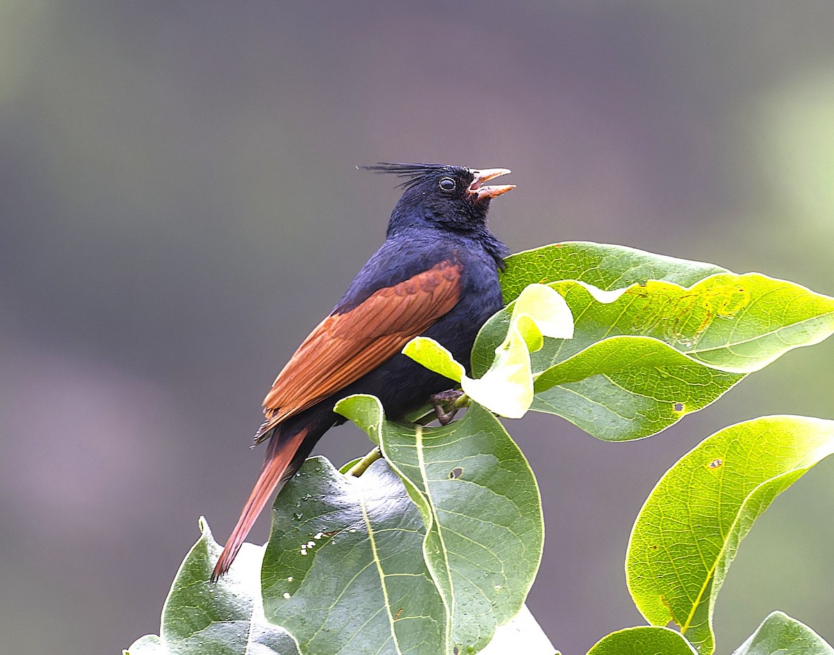 Crested Bunting - ML638064165