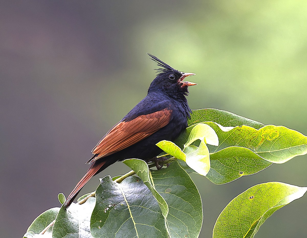 Crested Bunting - ML638064166