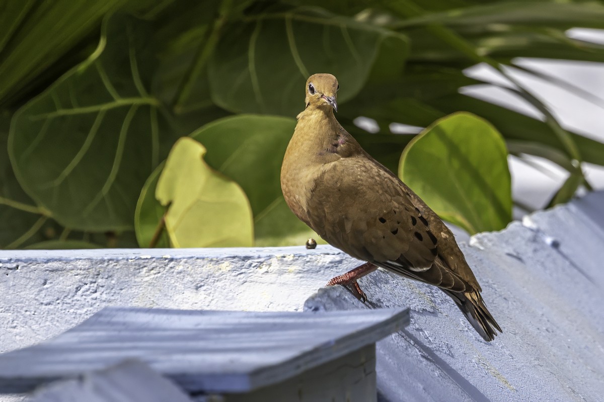 Zenaida Dove - ML638064167