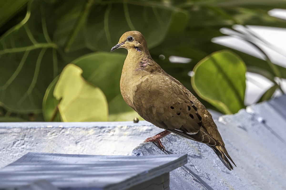 Zenaida Dove - ML638064170