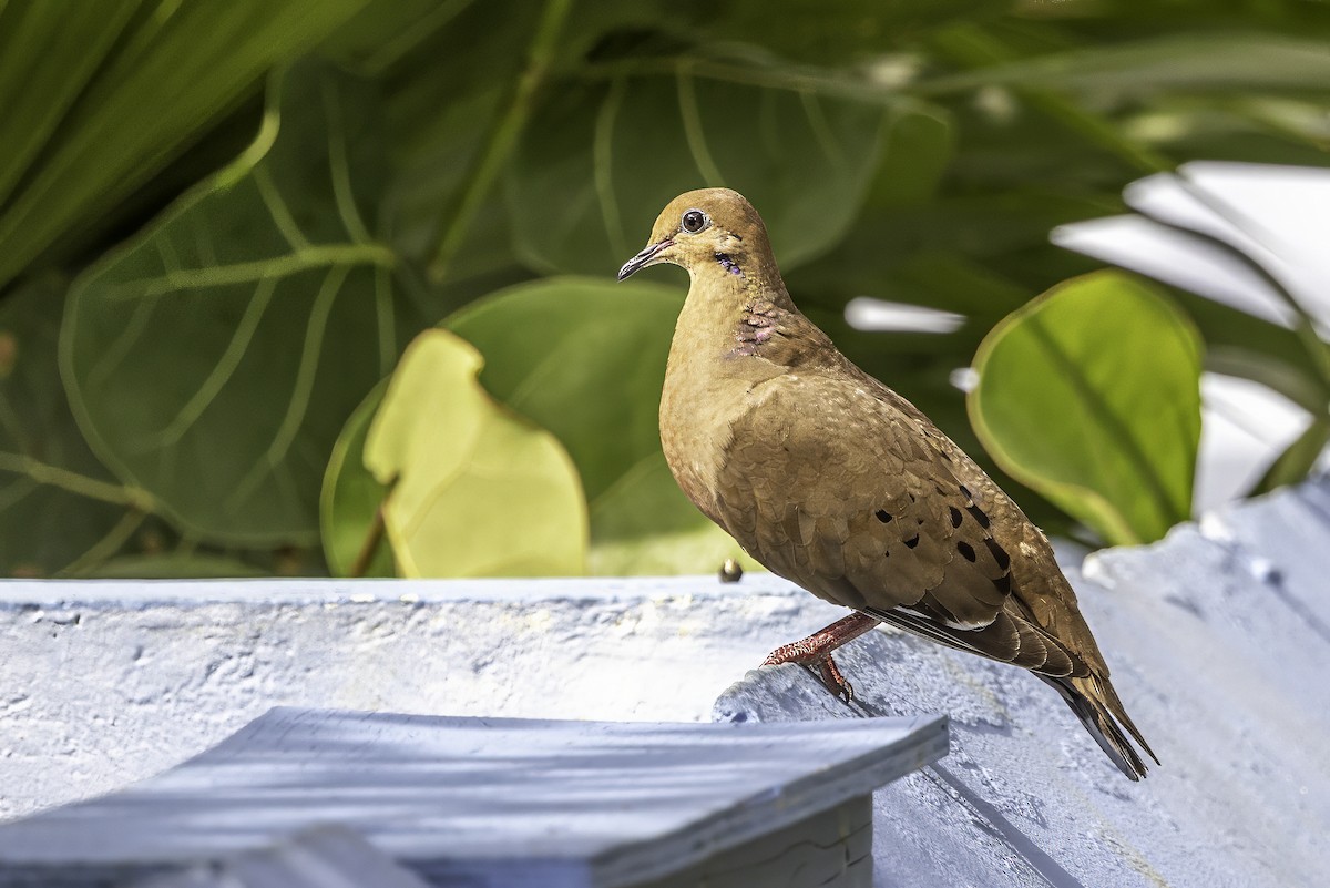 Zenaida Dove - ML638064173