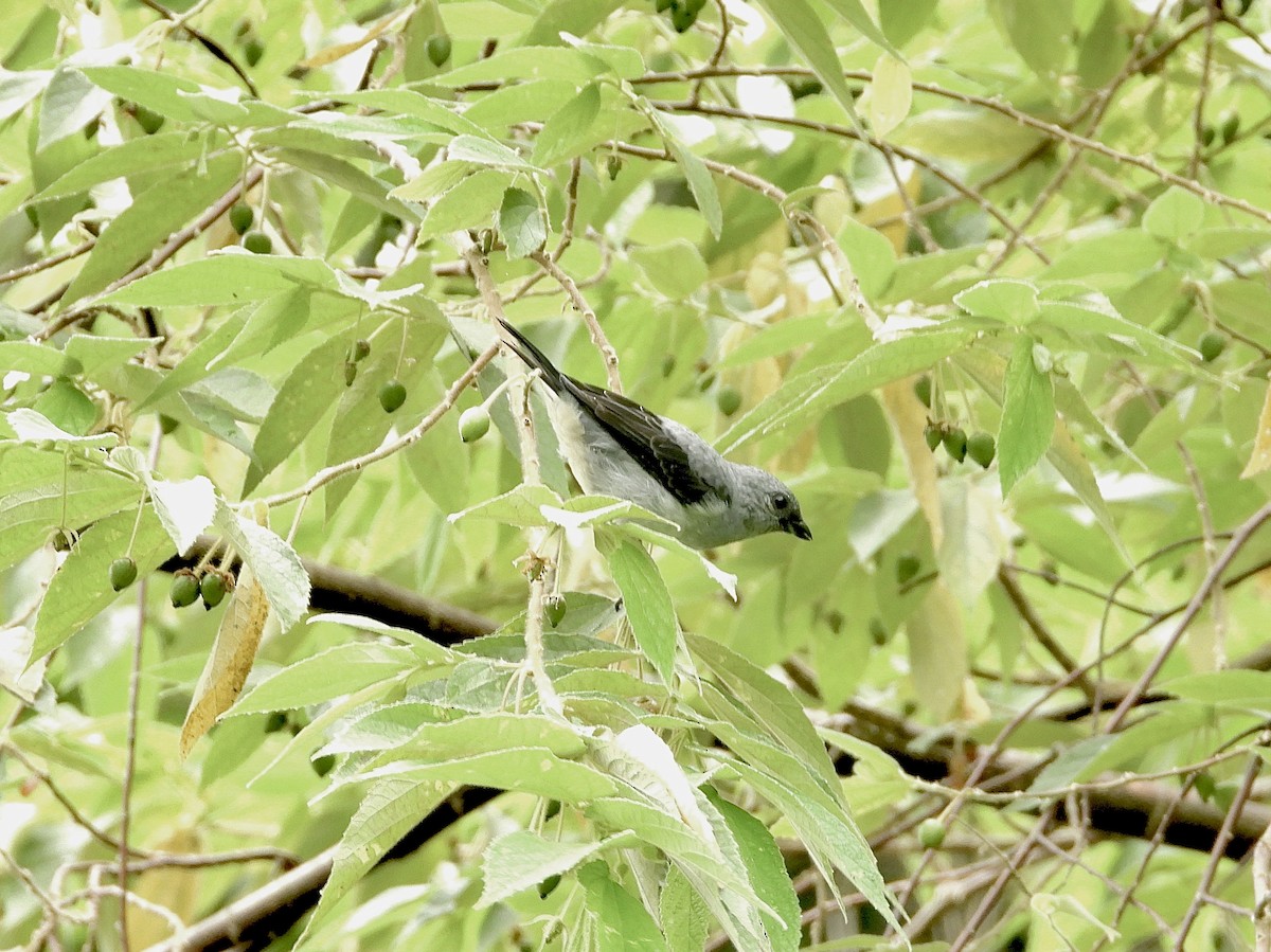 Plain-colored Tanager - ML638064175
