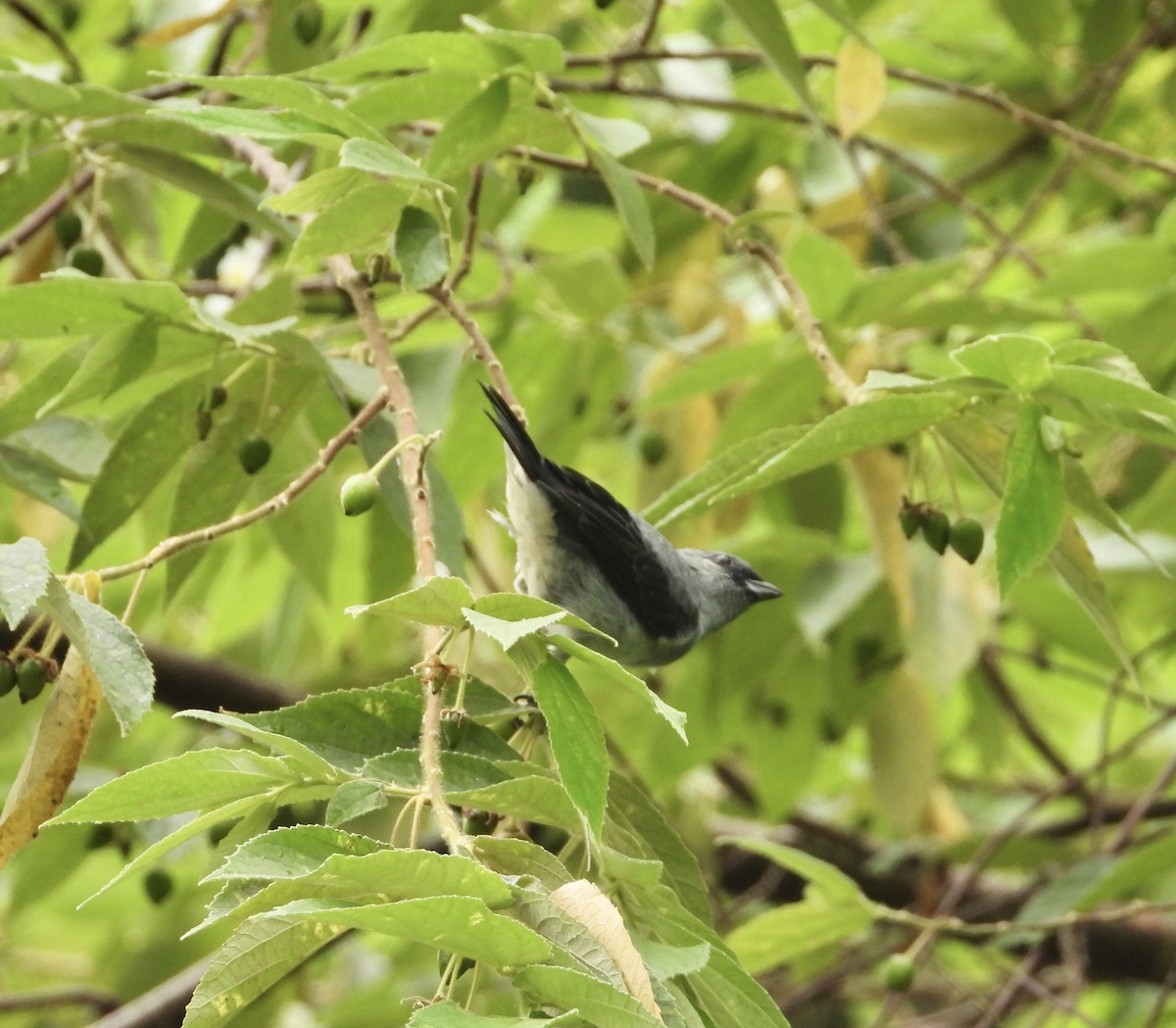 Plain-colored Tanager - ML638064176