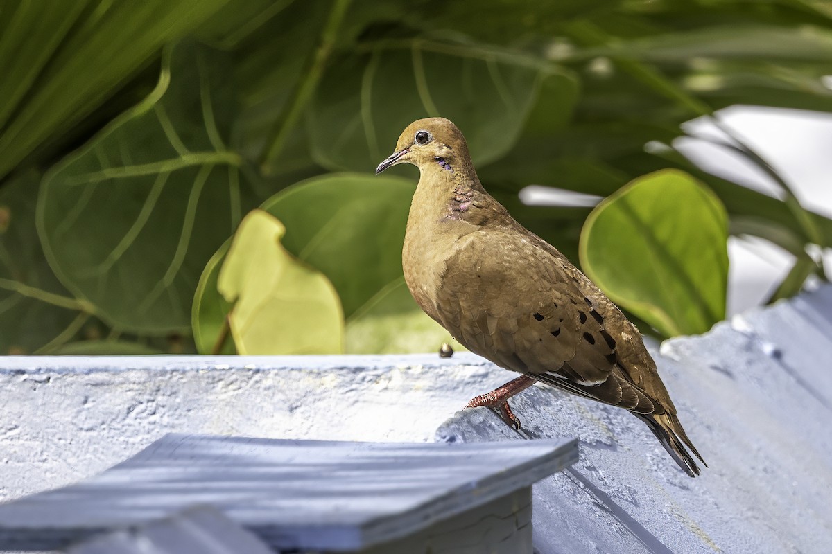 Zenaida Dove - ML638064178