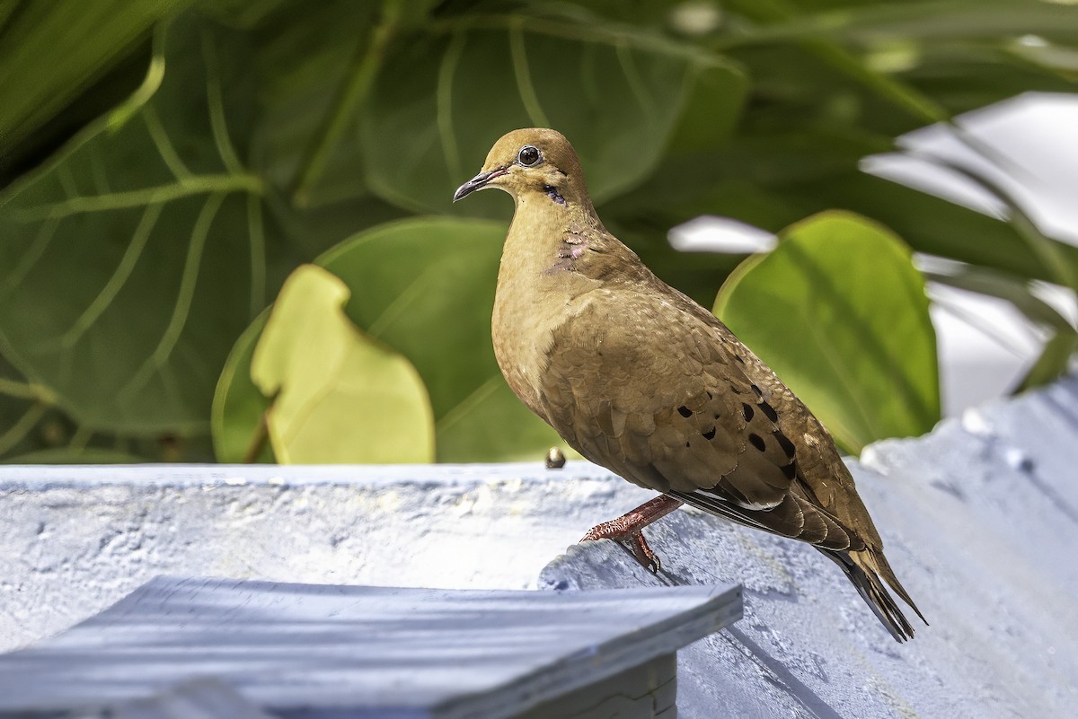 Zenaida Dove - ML638064179