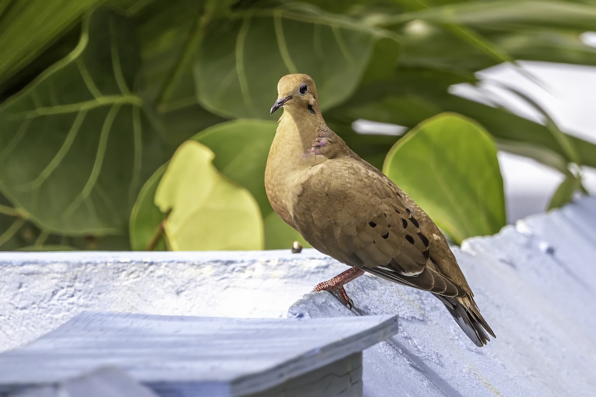 Zenaida Dove - ML638064181