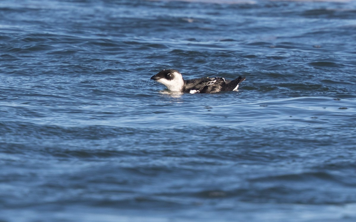 Dovekie - ML638064182