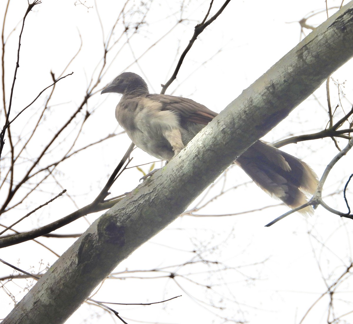 Gray-headed Chachalaca - ML638064187
