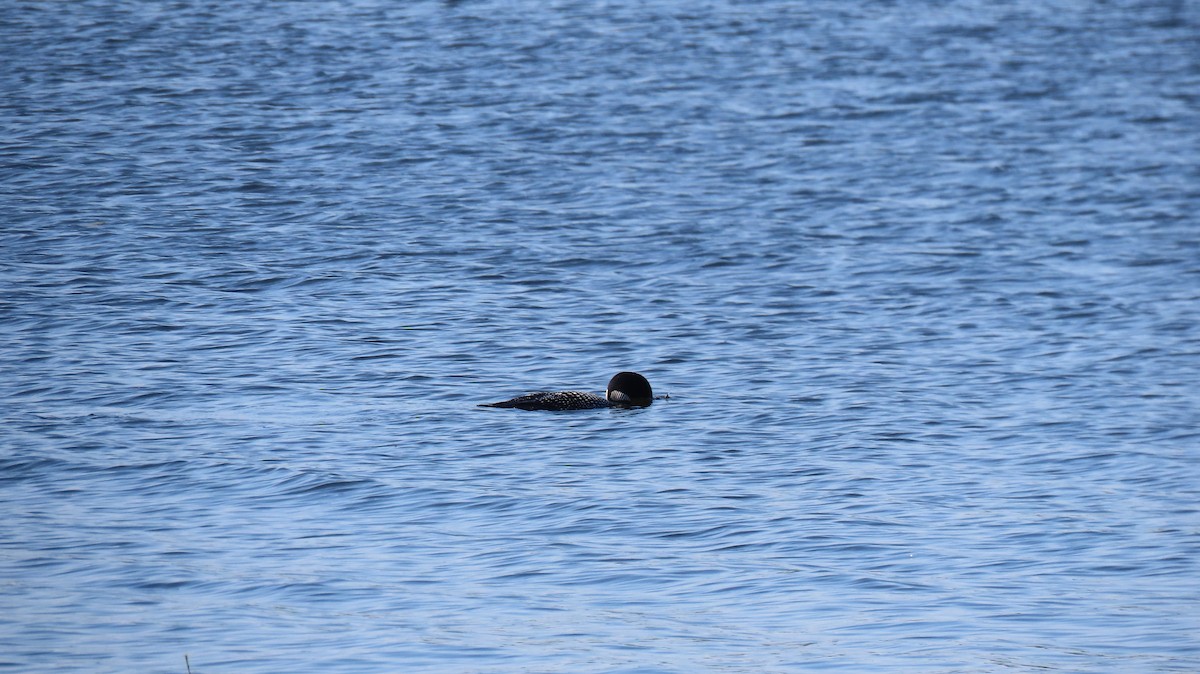 Common Loon - ML638064193