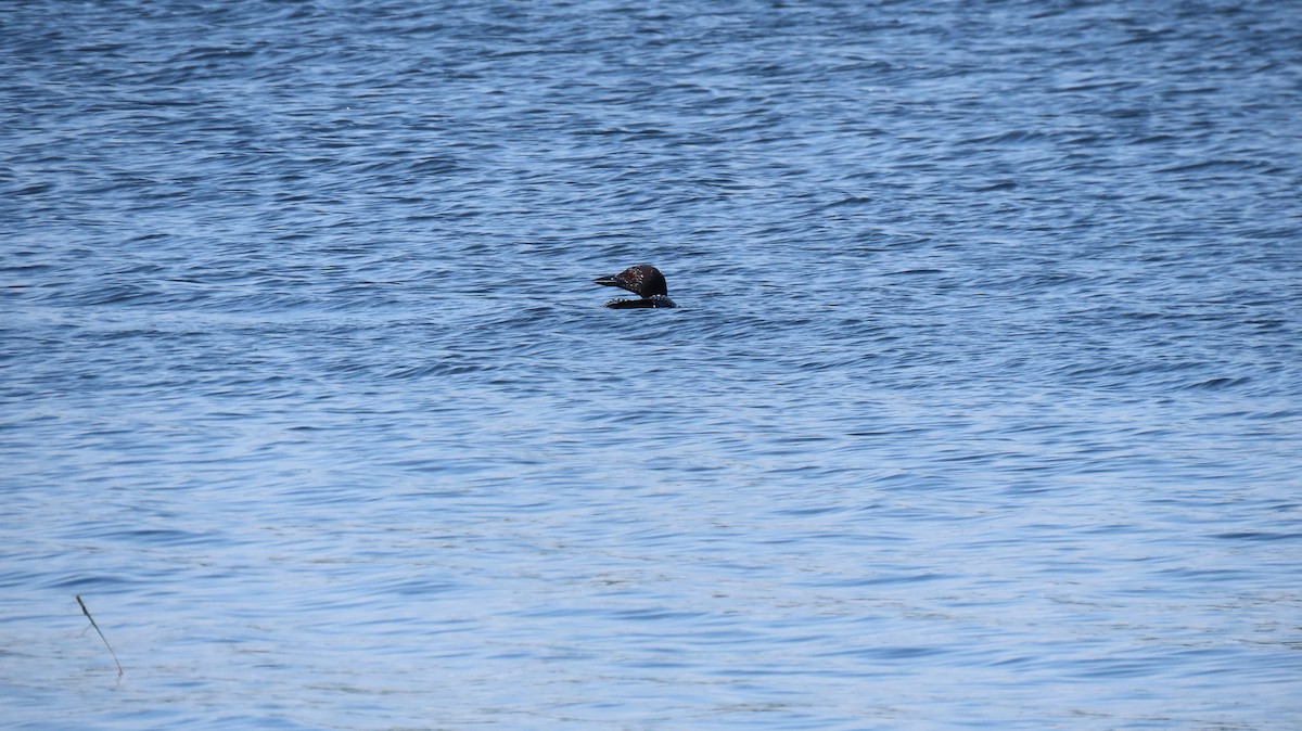 Common Loon - ML638064195