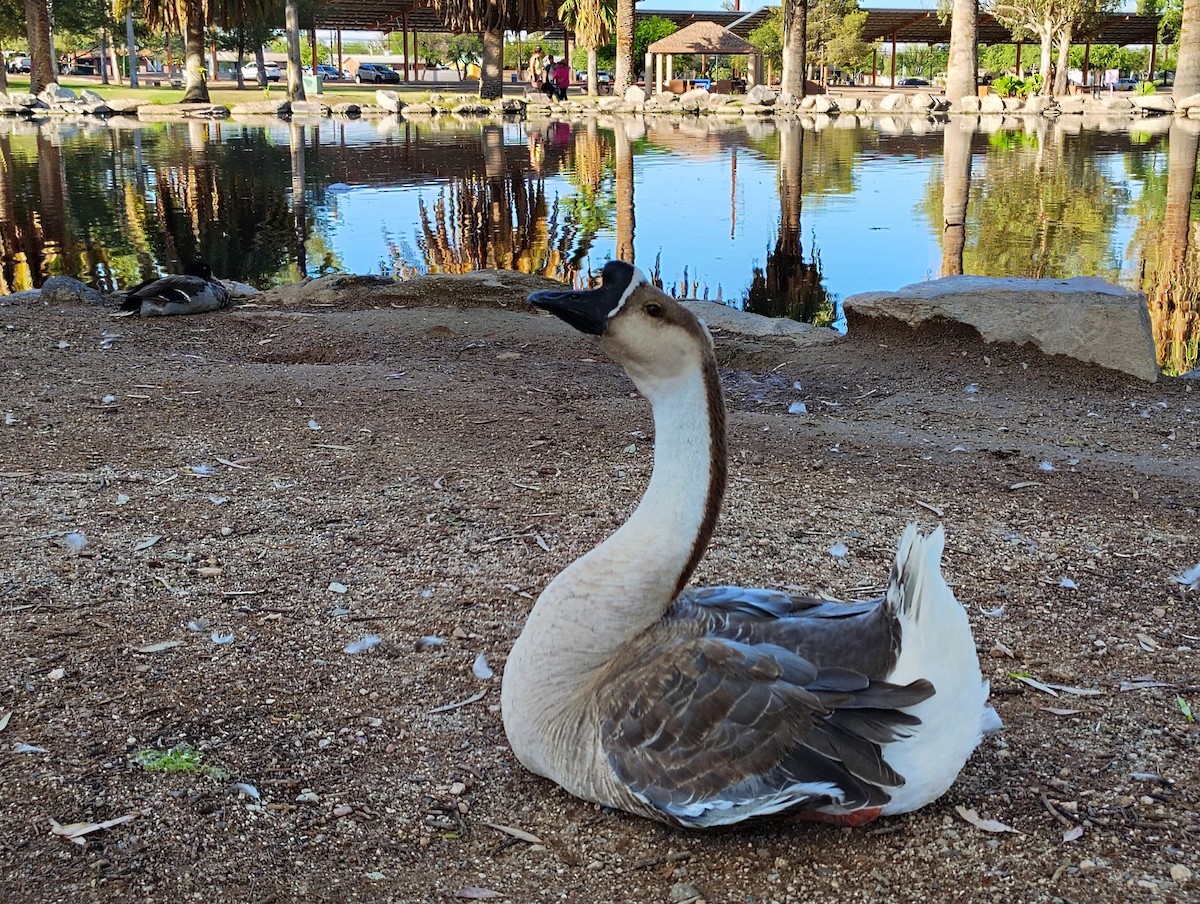 Swan Goose (Domestic type) - ML638064215