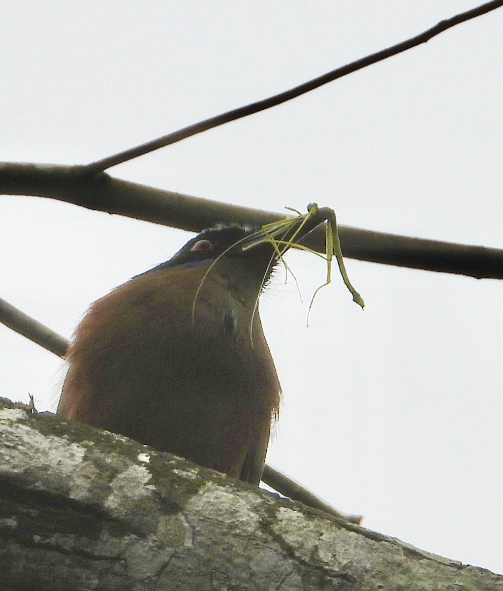 Whooping Motmot - ML638064216