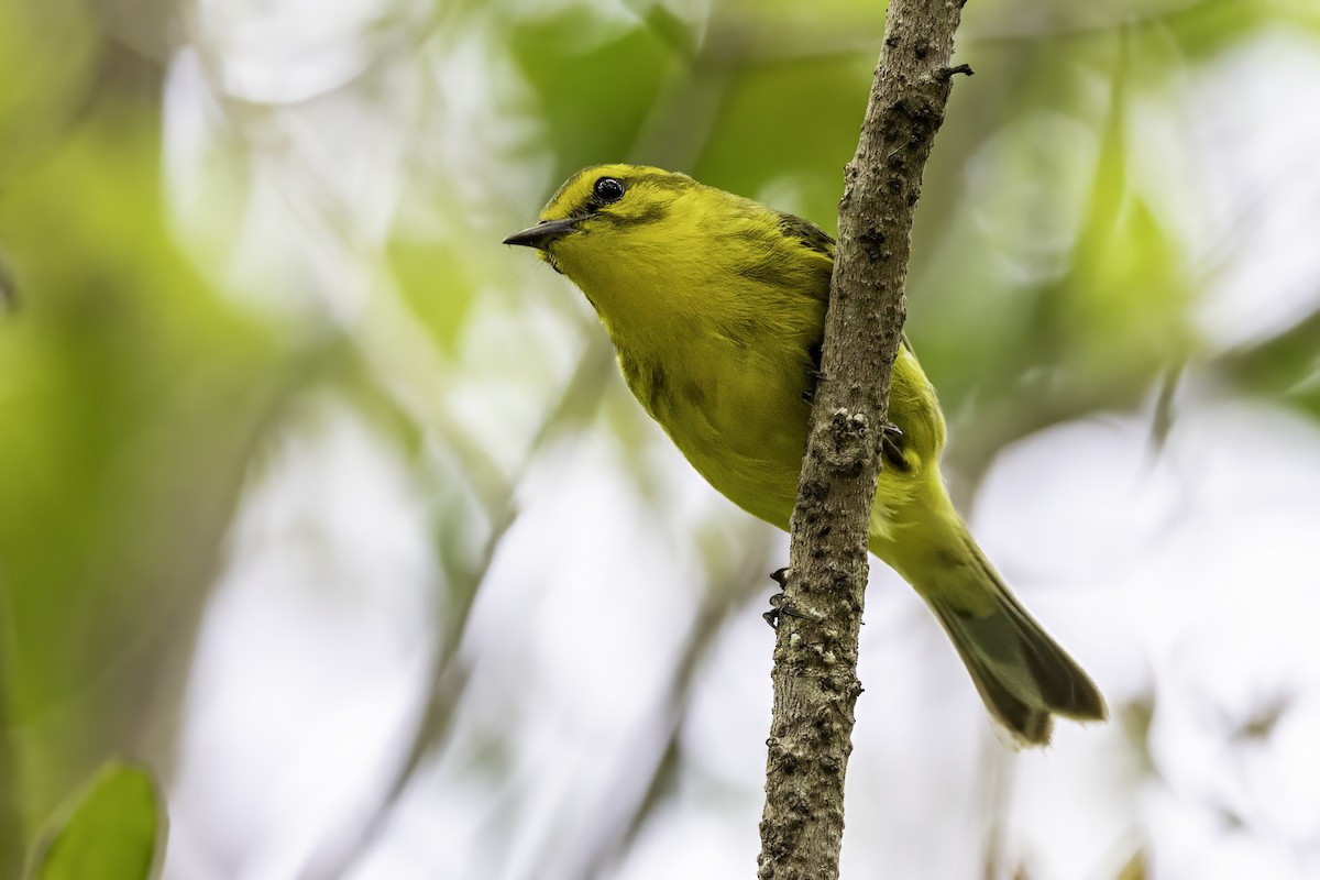 Vitelline Warbler - ML638064218